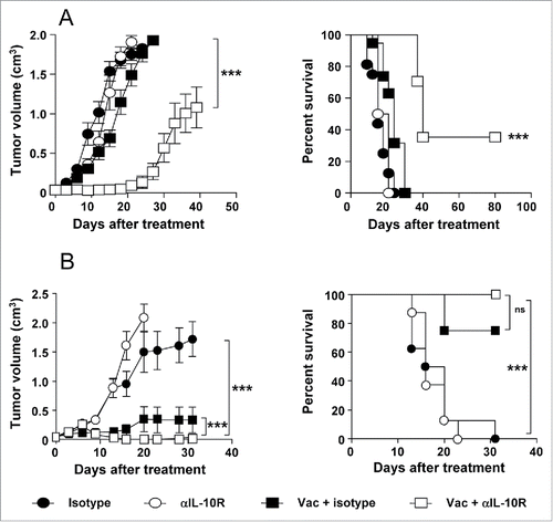 Figure 2. IL-10 blockade enhances the antitumor effect of therapeutic vaccination in B16-OVA and TC-1 P3(A15) tumor-bearing mice. C57BL/6 mice (n = 8/group) bearing 5 mm B16-OVA (A) or TC-1 P3(A15) (B) tumors were vaccinated with three weekly cycles of topical Imiquimod administration plus i.t. immunogen injection (OVA or EDA-HPVE7, respectively), combined with i.p. injection of neutralizing anti-IL-10R antibodies or an isotype control. Control groups of animals treated with anti-IL-10R or isotype antibodies were also included. Tumor growth and animal survival was monitored twice per week. Results are representative of two independent experiments.