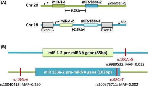 Figure 1. (A) Genomic structure of the miR-1 and miR-133 clusters. (B) Genomic structure of mir-1-2 and mir-133a-2, variants identified in this study are represented by a red line. The minor allele frequencies (MAF) indicated here are representative of the CEU population as reported in 1000 genomes [Citation60], except rs200375711 (mir-133a-2:n.98C> T) which was not identified in 1000 genomes but was identified in one of 493 atherosclerosis patients of European descent from the ClinSeq whole-exome sequencing project [Citation53]. This Figure is reproduced in colour in the online version of The Scandinavian Journal of Clinical & Laboratory Investigation.