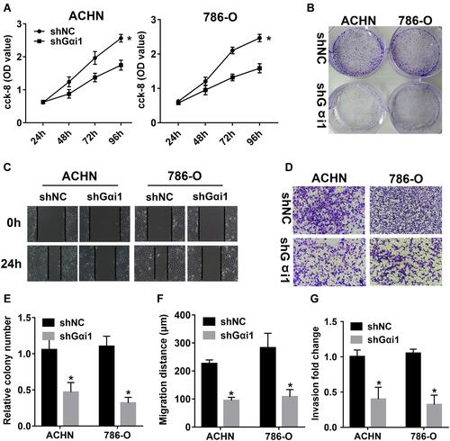 Figure 3 Gαi1 knockdown inhibited RCC cells proliferation and migration in vitro. (A) The effects of Gαi1 knockdown on cell proliferation of 786-O and ACHN cells were detected by CCK-8 assay. (B and E) Colony formation assay showed that RCC cell colony formation ability was significantly inhibited in Gαi1 knockdown group. (C and F) Wound-healing was utilized to assess the effects of Gαi1 knockdown on cell migration of RCC cells. (D and G) Transwell assays were used to detect the cell invasion in RCC cells between shNC and shGαi1 group. Results were presented as mean ± SD. *P<0.05.