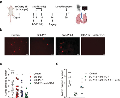 Figure 2. Neoadjuvant treatment using intratumoral BO-112 and systemic anti-PD-1 blockade against orthotopic 4T1-derived breast carcinomas.