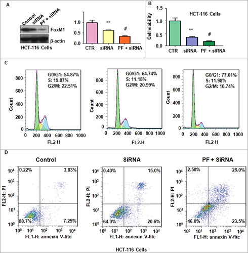 Figure 5. Knockdown of FoxM1 enhanced PF-mediated cell proliferation inhibition and apoptosis.