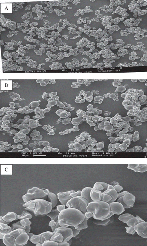 Figure 8 Scanning electron micrograph of heat-moisture (30%) treated starch of Sword bean (SHT-30) at 500 (A), 1000 (B), and 3000 (C) × magnification.