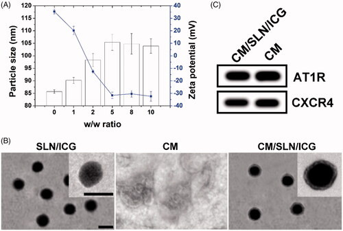 Figure 1. (A) Varaiation of particle size and zeta potential as a function of CM ratio (SLN/ICG to CM protein, w/w). Each sample was repeated in triplicate and shown as mean ± SD (B) Western blot analysis of two proteins (AT1R and CXCR4) in CM and CM/SLN/ICG. (C) TEM images of SLN/ICG, CM and CM/SLN/ICG. Scale bar: 100 nm.