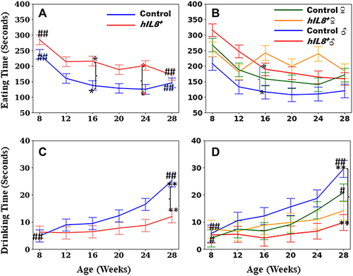 Figure 5 Time spent in eating and drinking. (A and B) Comparison of time spent on eating between hIL8+ and control mice, and hIL8+ and control mice of different sexes; (C and D) comparison of time spent on drinking between the 2 mouse types and mice of different sexes. Values: mean ± 95% confidence intervals; ## or #: p <0.01 or p <0.05, respectively, when comparing values within the same cohort over age; **or *: p <0.01 or p <0.05, respectively, when comparing values between different cohorts at a single age.