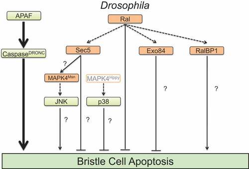 Figure 2. Potential components of the Ral signalling network. Regulatory relationships of Ral and functionally related proteins in apoptosis during bristle development in Drosophila as inferred by mutant interactions with hypomorphic mutations in Ral [Citation33].