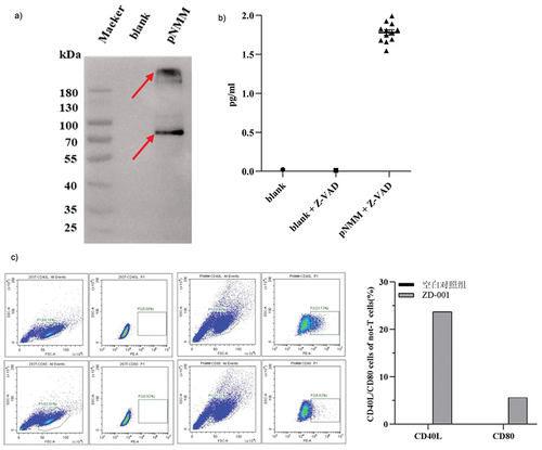 Figure 3. Expression of the pNMM vaccine in 293T cells.