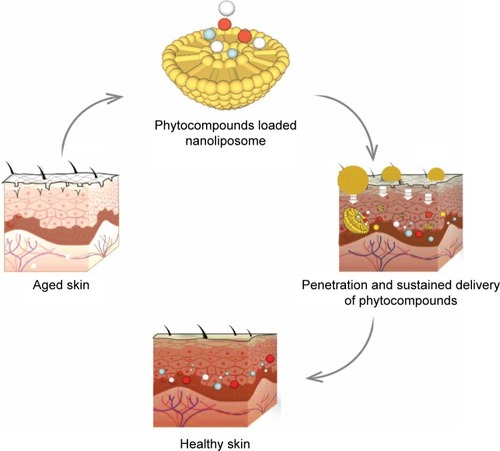 Figure 1 Nanoliposome-based delivery of antioxidants for skin wrinkles in antiaging treatment.