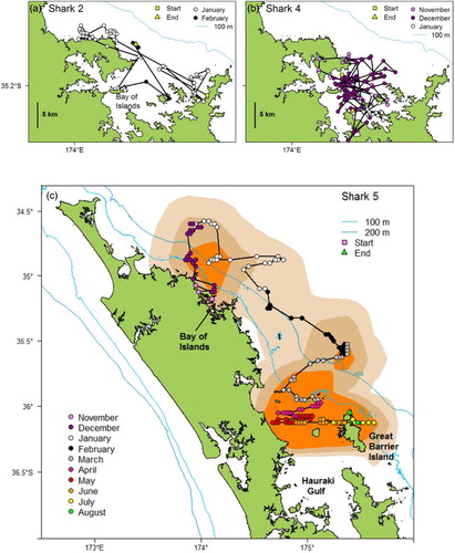 Figure 4. Tag tracks for hammerhead sharks (Sphyrna zygaena). A. 6-day SPOT track for Shark 2. B. 55-day SPOT track for Shark 4. C. 250-day PAT track for Shark 5, including 50%, 75% and 95% probability surfaces.