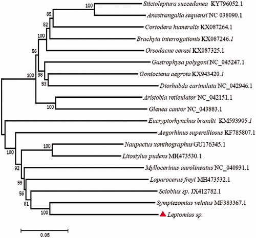 Figure 1. The consensus phylogenetic relationship of the Leptomias sp. (accession no. MT536938) with other 18 species. Phylogenetic tree based on the complete mitochondrial genome sequences was constructed using neighbour-joining method. GenBank accession numbers of mitogenomic sequences for each taxon are shown in parentheses.