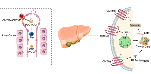 Figure 2 How CMTM4/6 perform in Hepatocellular carcinoma. CMTM4/CMTM6, and PD-L1 interact to make PD-L1 ubiquitinated and non-degradable, upregulating T-cell signaling and promoting antigen presentation, further activating macrophages and reducing T-cell function.Citation11 Furthermore, CMTM6 interacts with P21 to block P21 ubiquitination, block the G1/S phase transition, and inhibit tumor cell proliferation;Citation75 Knockdown of CMTM6 results in decreased B7 ligand expression and inhibits tumor cell proliferation;Citation76 However, when CMTM6 interacts with Vimentin, inducing EMT and promoting the proliferation of HCC cells.Citation77