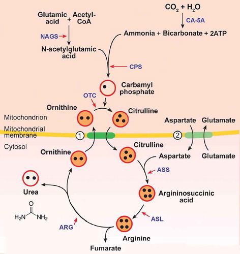 Figure 1. Urea cycle.Circles 1. ornithine/citrulline exchanger and 2. aspartate/glutamate transporterBlack dots figuratively show the number of nitrogen molecules moving through the urea cycle.NAGS, N-acetylglutamate synthetase; CA-5A, carbonic anhydrase 5A; CPS, carbamoyl phosphate synthetase; OTC, ornithine transcarbamylase; ASS, argininosuccinate synthetase; ASL, argininosuccinate lyase; ARG, arginase.
