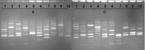 Figure 9. Electrophoresis agarose gel profiles of RAPD products amplified with RAPD8 primer from DNA of 20 Alitta succinea individuals sampled at Agigea (population A; individuals 1 to 10) and in the Danube–Black Sea Canal (population C; individuals 11 to 20), Romanian coast of the Black Sea.