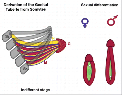 FIGURE 5. New theory about derivation of external genitalia (schematic). On the indifferent stages the 5 sacral somites (S1-S5) have to recede of their segmentation and desintegrate. The sclerotomes (gray color) fuse to pelvic bones, which form the arcus, they conjoin together end-to-end in the midline of ventral body with pubic symphysis. The fused 5 sacral myotomes (M, red color) with its genuine neurotomes (blue) and angiotomes (yellow), covered by dermatome growing below along of pubic bones and fuse together endways on pubic area. The endwise conjoined myotomes form the corpora cavernosa of genital tubercle, following with dorsal neuro-vascular bundles (bold yellow and blue in the ring, labeled N). The top of myotomes ends become glans tubercle (G) covered of ectodermal layer. During sexual differentiation: myotomes are forming the genital swelling (red), genital tubercle become glans penis or clitoridis, urogenital fold (green) originating from cloaca (hindgut) of embryo. Female pattern or indifferent stage – small tubercle with opened vestibulum vaginae. The genital swellings form the labial folds; the branches of the genital tubercle (corpora cavernosa) surround the urogenital groove and located deep inside in the genital swellings. Male pattern – fusion of labial folds into the urogenital sinus (or penile urethra) extends along the elongated phallus. The branches of the genital tubercle (corpora cavernosa) conjoin together.