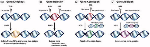 Figure 2. Products of site-specific nuclease-based gene editing: (A) gene knockout, (B) gene deletion, (C) gene correction, and (D) gene addition.