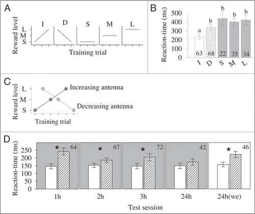 Figure 3 (A) Reward schedules offered during training.Citation14 Each bee was presented with either increasing (I, small-medium-large), decreasing (D, large-medium-small), small (S), medium (M) or large (L) reward levels throughout three consecutive training trials (first, an antenna was stimulated with sucrose, and then, when the bee extended the proboscis it was fed with a given amount of sugar reward). (B) PE reaction-time (mean ± s.e.m., in ms, defined as the time between the stimulation of the antenna and the first movement of the proboscis) 24 h after training for the five different reward schedules (increasing, I; decreasing, D; small, S; medium, M; and large, L). Different letters indicate Dunn’s multiple comparisons p < 0.001. Number of tested bees is given within the bars. (Modified from Gil et al.Citation14) (C) Side-specific training in which the stimulation of each antenna was coupled with either increasing or decreasing reward levels.Citation15 Each antenna was stimulated three times in an alternate way. For example, in the 1st trial we stimulated the left antenna and fed the bee with a small reward; in the 2nd trial we stimulated the right antenna and fed the bee with a large reward; in the 3rd trial we stimulated the left antenna and fed the bee with a medium reward; and so on. (D) PE reaction-time (mean ± s.e.m.) following the stimulation of the antenna that was linked to increasing rewards (white bars) and the antenna that was linked to decreasing rewards (dashed bars). After training, the bees were divided into two groups. One group was tested four times (1, 2, 3 and 24 h after training) under extinction conditions (panels in gray), and the other group was tested only once 24 h after training (panel in white, “we” stands for without extinction). Asterisks indicate Wilcoxon signed-rank test p < 0.01. Number of tested bees is given in the upper right corner of each panel. (Modified from Gil et al.Citation15).