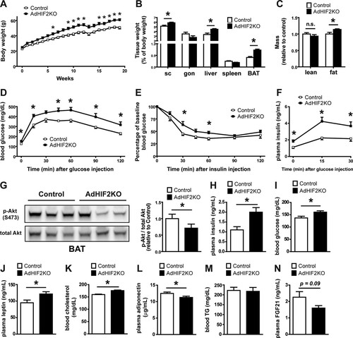 FIG 2 Mice lacking HIF2α in adipocytes display worsened obesity-related metabolic dysregulation. (A) Body weight of control and AdHIF2KO mice subjected to an HFD. (B) Mice were sacrificed after 24 weeks on an HFD, and subcutaneous (sc) and gonadal (gon) WAT, liver, spleen, and BAT were weighed. The tissue weights are presented as percentages of total body weight. (C) Lean and fat body mass was determined in obese (24 weeks on an HFD) control and AdHIF2KO mice by computed tomography (CT); data were normalized to those for control mice. (D) Glucose tolerance test of control and AdHIF2KO mice fed with an HFD for 12 weeks. (E) Insulin tolerance test of control and AdHIF2KO mice fed with an HFD for 14 weeks. (F) Glucose-stimulated insulin secretion of control and AdHIF2KO mice fed with an HFD. (G) Control and AdHIF2KO mice were fed with an HFD for 15 weeks. Mice were fasted for 6 h before an intraperitoneal injection of insulin (5 U/kg of body weight), and BAT was harvested and analyzed for phosphorylation of Akt at Ser473 and total Akt. Representative blots (left) and densitometric quantification of the blots (right panel) are shown. Data (densitometric analysis) are expressed as means ± SEMs (n = 6 mice per group). (H to N) Plasma insulin (H), blood glucose (I), plasma leptin (J), blood cholesterol (K), plasma adiponectin (L), blood triglycerides (M), and plasma FGF-21 (N) of mice of the indicated genotypes fed for 15 weeks with an HFD and fasted overnight. In panels A to F and H to N, data are expressed as means ± SEMs (n = 6 to 15 mice/group). *, P < 0.05.