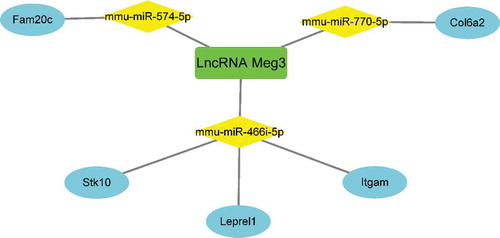 Figure 8. Five genes identified as hub genes modulated by Meg3 as a ceRNA in BAT from mice on an HFD. Green indicates lncRNAs; yellow indicates miRNAs; blue indicates mRNAs