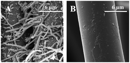 Fig. 4. Scanning electron microscopy images of (A) a hyperthermophilic bioanode and (B) the control electrode.