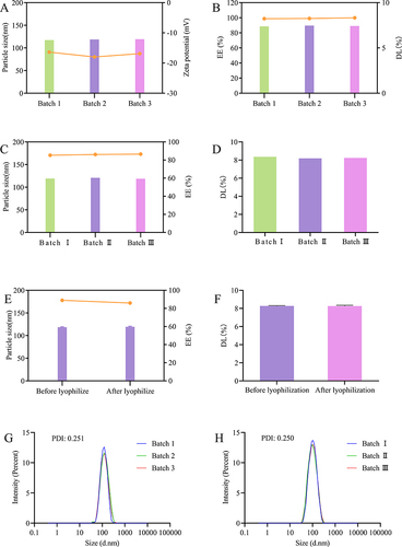 Figure 5 Batch-to-batch reproducibility and freeze drying stability of DTX-BSA-NPs. (A) the particle size and zeta potential of three different batches, with color bars indicating particle size and a line chart displaying zeta potential. (B) the EE and DL of three different batches, with color bars indicating EE and a line chart displaying DL. (C) the consistency in particle size and EE of freeze-dried NPs upon reconstitution, with color bars indicating particle size and a line chart displaying EE. (D) the consistency in DL of freeze-dried NPs upon reconstitution. (E) the particle size and EE before and after freeze drying, with color bars indicating particle size and a line chart displaying EE. (F) the DL of freeze-dried NPs before and after freeze drying. (G and H) the PDI of DTX-BSA-NPs before and after freeze drying. All data are presented as mean±SD (n=3).