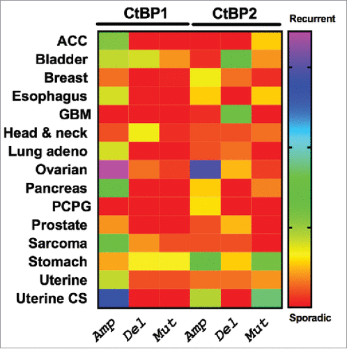 Figure 2. Patterns of genetic alteration of CtBP1 and CtBP2 in human solid tumors. The Cancer Genome Atlas (TCGA) Project data were extracted using cBioportal (http://www.cbioportal.org/public-portal/), and show copy number alterations or mutations in TCGA tumor collections from 15 different cancer types.