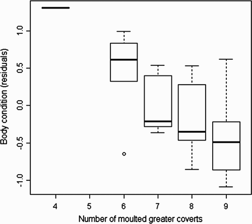 Figure 2. The number of moulted greater coverts by body condition (residuals from tarsus length on body weight) at arrival. Thick horizontal lines represent medians, boxes represent upper and lower quartiles, and fine lines extending from boxes indicate extremes (maximum and minimum data in 1.5 times the interquartile range, which is the distance between the lower and upper quartiles of the data). Small circles indicate outliers.