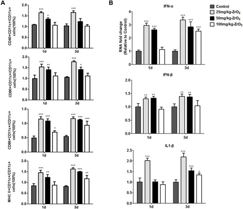 Figure 4 Positively-charged ZrO2 NPs of 200 nm could enhance the maturation of dendritic cells (DCs) and promote expression of cytokines associated with innate immunity in mice. Non-infected mice were sacrificed on days 1 and 3 after intraperitoneal administration and spleens were collected. (A) Maturation of DCs was measured through FACS analysis. (B) Expression levels of cytokines (IFN-α, IFN-β, and IL1-β) were determined through qPCR. These results are mean ± SD values obtained from three distinct animals and are representative of three independent experiments. *, P < 0.05; **, P < 0.01; and ***, P < 0.001 compared to the control group.