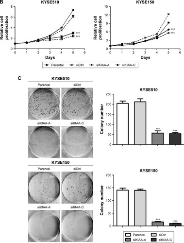 Figure 2 Inhibition of KIAA1522 expression suppresses the proliferation and colony formation ability of ESCC cells.