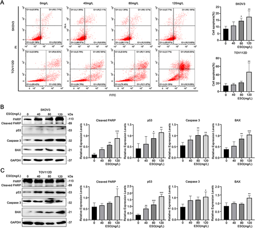 Figure 3 Effects of ESO on apoptosis of ovarian cancer cells. (A) The proportion of apoptosis cells were determined by flow cytometry after 24 h of ESO treatment. (B and C) Protein expression of cleaved PARP, p53, caspase 3, and BAX in SKOV3 and TOV112D cells after treatment with ESO for 24 h. Data represent mean ± SD. *p<0.05, **p<0.01, ***p<0.001.