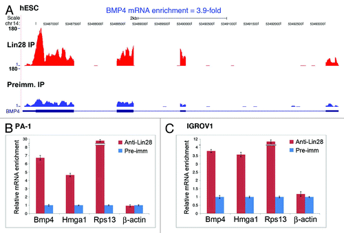 Figure 1. Lin28 physically associates with BMP4 mRNA in Lin28-expressing cells. (A) BMP4 mRNA is enriched in Lin28-containing RNPs in human ES cells as revealed by IP and deep sequencing.Citation19 RNA-Seq libraries were generated using RNAs captured by IP using anti-Lin28 or preimmune IgG. The libraries derived from Lin28 IP and preimmune IP samples were individually used for sequencing on an Illumina GAII platform. Approximately 10 million 75-nt reads were obtained from each IP sample, and these sequences were uniquely aligned to a combined database of the human genome and splice junctions, and these read counts were further analyzed using normalized values to identify transcripts that were significantly different between the Lin28 IP and preimmune IP samples. The heights of the peaks indicate frequencies of the 75-nt sequence reads that match the particular exon regions of the genome marked as blue boxes at the bottom of the histograms. (B and C) BMP4 mRNA was enriched in Lin28-containing RNPs in PA-1 (B) and IGROV1 (C) cells by IP, followed by RNA extraction and RT-qPCR analysis. Relative abundance of the indicated mRNAs present in the anti-Lin28 vs. preimmune IP complexes are shown as relative fold enrichment. Error bars are mean ± SD (n = 3).