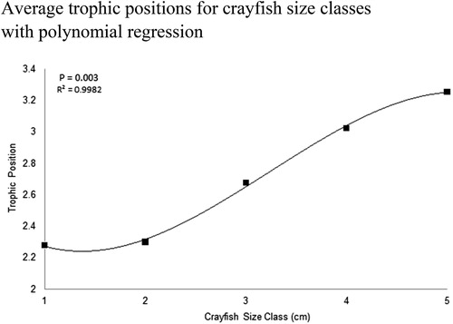 Figure 8. Five 1 cm CL crayfish size classes from Buffalo Lake and the average TP per size class. TP is the metric by which researchers can describe food web hierarchies by observing individual species δ15N values. Adopting the method from Kopanke (Citation2012), crayfish TP was calculated by taking the average δ15N value for each crayfish size class and subtracting the average δ15N value for all littoral prey items, normalized by the δ15N fractionation factor for northern crayfish, 2.2‰, plus the anticipated number of trophic levels crayfish occupy above primary producers, 2. We observed average δ15N ranging from 2.9 to 8.1‰ for smallest to largest crayfish size classes in this study. After calculating size-class-specific TP we observed an ontogenetic trophic shift from 2.2 to 3.2 TPs for 1 cm and 5 cm CL crayfish. Three-order polynomial regression shows a strong relationship between increasing TP with increasing crayfish size, which confirms the ontogenetic diet shift observed in the SIMMR model between 1 cm and 2 cm CL crayfish size classes.