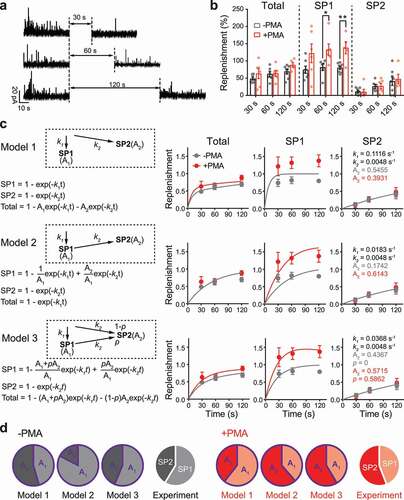 Figure 3. The two subpopulations of vesicles demonstrated different kinetics of replenishment. (a) Representative traces recorded from PC12 cells subjected to repeated stimulations (high-KCl, 60s) at a time interval of 30s, 60s or 120 s. (b) The percentage of replenishment was quantified as the proportion of events after versus before the time interval. The percentages of all events (Total, left) and events with rise slopes < 6 pA/ms (SP1, middle) and > 6 pA/ms (SP2, right) were plotted versus the time interval. The data are presented as the mean ± SEM in scatter plots. An unpaired t-test was used to evaluate significance between untreated cells (-PMA, gray) and PMA-treated cells (+PMA, red). * P < 0.05, ** P < 0.01. (c) Three models for the replenishment of the two subpopulations of vesicles: parallel (model 1, upper), tandem (model 2, middle) and combined (model 3, lower). A schematic diagram of each model is shown in the upper left. Equations resolving the replenishment kinetics for the overall vesicle population (Total) and either subpopulation (SP1 or SP2) are shown in the lower left. The data from experiments (shown in panel b) were replotted as the mean ± SEM versus time and fitted to the kinetics equations for each model. The optimized values of kinetics (k1 and k2), relative sizes of the subpopulations (A1 and A2) and the proportion of tandem refilling of SP2 (p) for the curve fitting are shown for each individual model. (d) Pie chart showing the relative size of the two subpopulations of vesicles obtained from each model (A1 versus A2) and the relative event number of SP1 (rise slope < 6 pA/ms) and SP2 (rise slope > 6 pA/ms) observed in the experiments shown in Figures 1 and 2. The real data from the experiments best fit model 3.