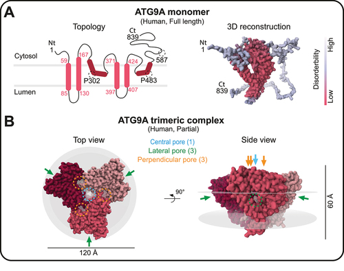Figure 2. The structure of the human ATG9A. (A) left panel: the topology of the human ATG9A monomer (full length; 1–839 amino acids). The numbers in red indicate the corresponding amino acid residues of each alpha helix. Dark red regions show the two membrane-embedded helices that do not penetrate the membrane. Right panel: the 3D reconstruction from the AlphaFold prediction [Citation43] of human ATG9A (AF-Q7Z3C6-F1-model_v1). The structure is color-coded by the disordered score. (B) the structure of the human ATG9A trimer generated from the cryo-EM density map (EMDB: EMD-21876, PDB: 6WR4). Each monomer is colored differently, and gray disks outline the edges of the membrane. Note that this model does not represent the full-length protein, and shows residues 36 to 587, with missing loop residues 96–108 and 536–538, and includes two additional helices in the C-terminal domain among a total of 839 amino acids in a monomer. The arrows show the locations of the three different types of pores. The structural images were generated and modified using the RCSB PDB webserver (https://www.rcsb.org) [Citation44] and 3D viewers Mol* viewer [Citation45], respectively.