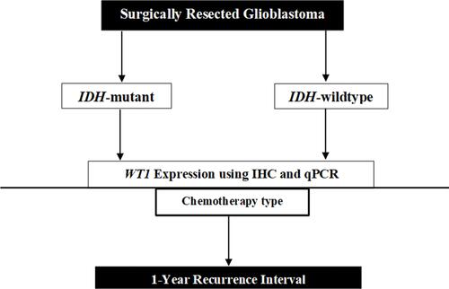 Figure 1 Schematic of the approach used in this study. The samples have been categorized based on ISDH1 mutation and their WT1 expression. Recurrence interval used as determinant factor for patient’s outcome.