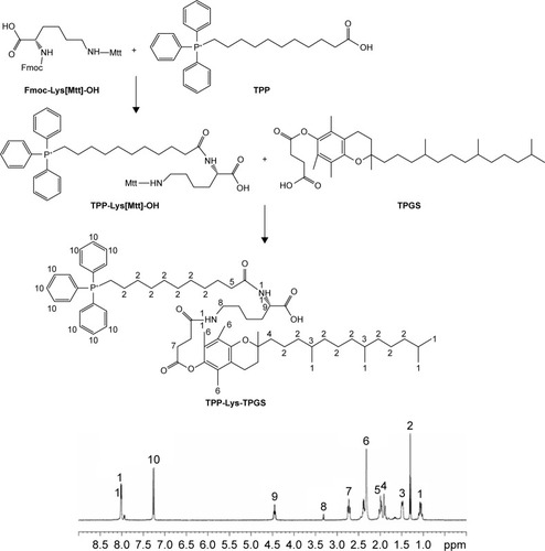 Figure 1 Synthesis scheme and 1H-NMR spectroscopy of TPP-Lys-TPGS.Abbreviations: 1H-NMR, hydrogen-1 nuclear magnetic resonance; TPP, triphenylphosphonium; Lys, lysine; TPGS, D-α-tocopheryl polyethylene glycol 1000 succinate.