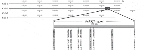 Figure 1. Physical locations of nine IStraw90 Axiom® array SNP markers in octoploid reference genome sequence (cv. Camarosa). The FaRXf1 genomic region (598 kb) is marked in the chromosome Fvb6–2, and subgenome-specific SNPs are highlighted in gray