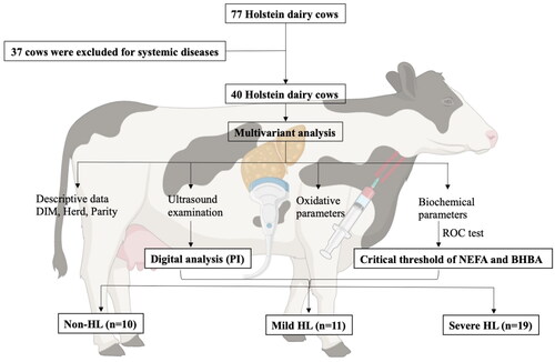 Figure 1. Flow diagram outlining the study design, sampling process and classification of the Holstein dairy cows into three groups. DIM: days in milk; ROC: receiver operating characteristic; PI: pixel intensity; NEFA: nonesterified fatty acid; BHBA: beta-hydroxybutyric acid; HL; hepatic lipidosis.