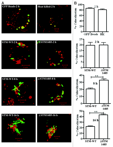 Figure 8. Co-localization of GFP expressing bacteria, latex beads and heat killed bacteria with TROv in RAW264.7 cells (A). Prior to infection, RAW264.7 cells were pulse-chased with 50 μg/ml of Texas Red-Ovalbumin (TROv) for 30 min, washed and then incubated for another 30 min. Then cells were infected with GFP expressing WT and ΔSTM1485 and fixed at different time points. Cells were also incubated with latex GFP beads and heat killed bacteria. Heat killed bacteria were detected with antibody specific to Salmonella LPS followed by FITC-conjugated secondary antibody. Samples were analyzed using a confocal laser scanning microscope (LSM Meta, Zeiss). At least 50 cells were counted in each case in each experiment. (B) Results of three experiments in which SCVs from cells infected with each strain or phagosomes containing latex beads and heat killed bacteria were scored for TROv co-localization at 2, 8 and 16 h post infection. Shown are the representative images of a single XY section taken from Z-stack. The values are given as mean ± standard error in percentages. Statistical significance was defined as follows (**p < 0.005) (Student's t-test).