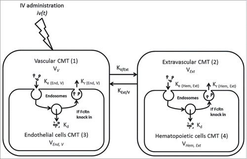 Figure 3. Semi-mechanistic PK model after IV administration of mAb1 in mice.