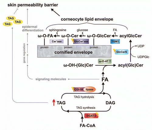 Figure 1 Schema depicting the role of epidermal triacylglycerol (TAG) metabolism in skin permeability barrier development. Acyl-CoA:diacylglycerol acyltransferase-2 (DGAT-2) transfers an activated fatty acid (FA-CoA) onto diacylglycerol (DAG) to generate TAG. These TAGs are hydrolyzed by a lipase, co-activated by comparative gene identification-58 (CGI-58). TAG-derived FAs are then activated and transferred by an unknown ω-(O)-acyltransferase (ω-O-AT?) onto ω-OH-(glucosyl)ceramides (ω-OH-(Glc)Cer). Acylceramides (acylCer) are glucosylated by uridine diphosphate glucose:ceramide glucosyltransferase (glucosylceramide synthase, GlcCerS). Generated acylglucosylceramides (acylGlcCer) are then covalently bound to proteins of the cornified envelope by a transesterification reaction (transglutaminase 1, TGM1), deglucosylated (β-glucocerebrosidase-GlcCer'ase) and hydrolyzed (ceramidase, Cer'ase). TAG-derived FAs may also act as ligands for nuclear hormone receptors, activating transcriptional regulators involved in epidermal differentiation. Excessive epidermal TAG accumulation (as indicated by ↑) may lead to lamellar/nonlamellar phase separation and permeability barrier dysfunction. Defects in protein function (as indicated by flashes) result in ichthyosiform phenotypes.