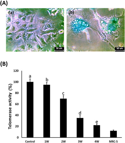 Figure 5. A: Analysis of senescence-associated-β-galactosidase activity in untreated control (a) and 50 μM PGZ-treated (b) A549 cancer cells up to weeks. After PGZ treatment, the morphological change of the cell to enlarged and flattened shape, and high activity of senescence-associated-β-galactosidase stained with blue color were displayed in A549 cancer cells treated with PGZ. B: Telomerase activity analyzed by RQ-TRAP in A549 cancer cells treated with 50 μM PGZ up to 4 weeks. a, b, c, d and e indicate different groups which are significantly different each other (p < .05, one-way ANOVA).