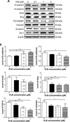 Figure 23 Dose effect of PLB on the expression level of selected EMT markers in PC-3 cells.