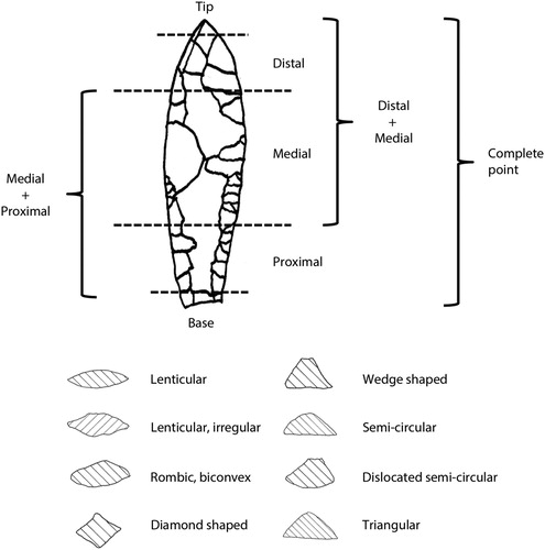 Figure 4. Description of complete points, fragment types and cross-sections as used in the analysis.