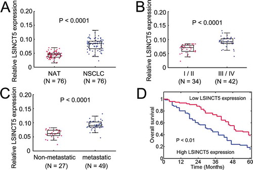 Figure 2. LSINCT5 is overexpressed in NSCLC tissues. (A) The expression of LSINCT5 in 76 NSCLC and pair normal adjacent tissue samples. Expressions were normalized to GAPDH. (B and C) Clinical significance for LSINCT5 in NSCLC patients. Higher LSINCT5 expression correlated with TNM stages (III/IV) (B) and metastasis (C). Metastasis denotes lymph node metastasis and/or distal metastasis. (D) Kaplan-Meier survival curves for patients with NSCLC. P < 0.01 by log-rank test