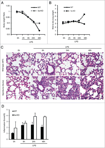 Figure 1. Gprc5a-ko mice are susceptible to endotoxin-induced pulmonary edema and injury. (A) Body weight of Gprc5a-ko (5a-KO) and wild-type (WT) mice (n = 3) treated with endotoxin over 48 h period after treatment. Weights were normalized to baseline weight in each animal. (B) Lung water measurements (wet:dry tissue weight) in control and endotoxin-treated mice over 48 h period after treatment. Ratio of wet-dry weights are normalized to the baseline values for each point (n = 3). (C) Photomicrographs are representative hematoxylin and eosin (H&E) stained sections of lung tissue from wild-type and Gprc5a-ko mice obtained before endotoxin (0h) and at 6 h, 24 h, and 48 h after endotoxin administration. (D) Inflammation score (IS) was used as a semi-quantitative assessment for pulmonary edema and injury.