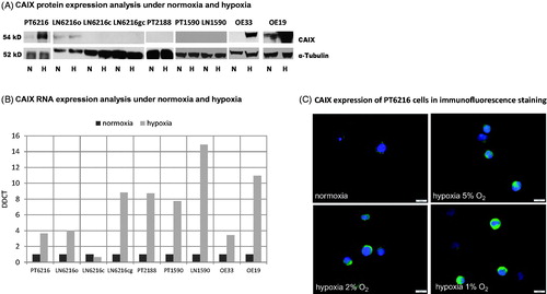 Figure 2. CAIX expression in esophageal carcinoma cell lines. Protein (A) and RNA (B) levels of CAIX expression of esophageal carcinoma cell lines are shown under normoxic and hypoxic conditions. DDTC was calculated using 2^(-Delta Delta C(T)) methodCitation24. (C) Hypoxia-dependent expression of CAIX in PT6216 cells under normoxic and hypoxic conditions with 5%, 2%, and 1% O2 respectively.