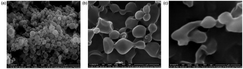 Figure 1. SEM images and size distribution of Bio-CS-PLGA NPs (a: Bio-CS-PLGA NPs, b: degraded for 4 week; c: degraded for 8 weeks).