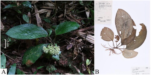 Figure 1. A. Plant image of Pentaphragma spicatum: Fleshy herb, short stem, with white or yellow-green corolla, and the sepals are shorter than the corolla. This photo was photographed by Sizhao Liu at Shangsi County in Guangxi. B. "voucher specimen of Pentaphragma spicatum.