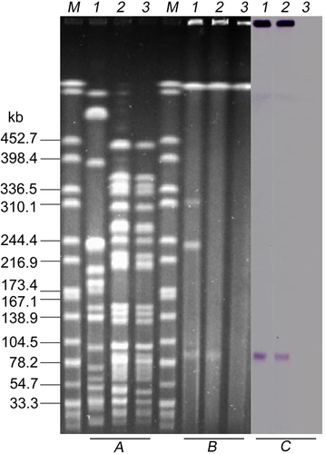 Fig. 1 Location of mcr-8 in Klebsiella pneumoniae KP91 and its transconjugants.aXbaI-digested PFGE of K. pneumoniae KP91, transconjugants, and the recipient E. coli strain J53. b S1-PFGE and c the corresponding Southern hybridization using the mcr-8-specific probe. Lane M, marker H9812; lane 1, K. pneumoniae KP91; lane 2, transconjugant E. coli J53-pKP91; lane 3, recipient E. coli J53