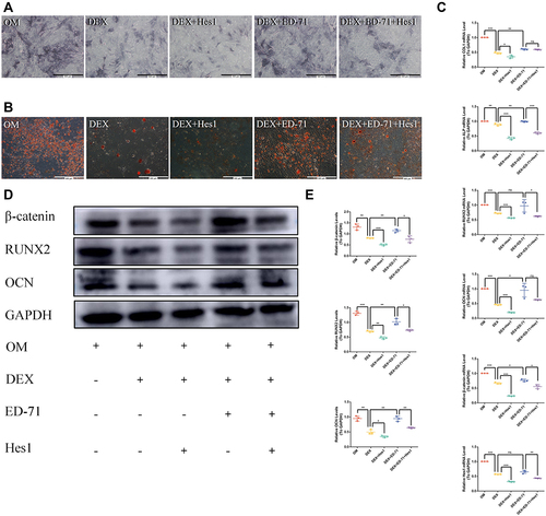 Figure 8 Notch1 overexpression reversed the effects of ED-71. (A). ALP staining of MC3T3-E1 cells in OM, DEX, DEX+Hes1, DEX+ ED-71, DEX+ED-71+Hes1 groups at 7 days. Bar, 500μm. (B). AR staining images of these groups after 21 days of culture. Bar, 500μm. (C). The mRNA levels of COL1, ALP, RUNX2, OCN, β-catenin and Hes 1 detected by RT-qPCR after 7 days of culture. GAPDH was used as an internal control. (D). The protein levels of β-catenin, RUNX2, OCN and GAPDH detected by Western blotting after 14 days of culture. (E). The statistical analysis of Western blotting. Data were given as the mean ± S.D. from three independent experiments. *P < 0.05, **P < 0.01. ***P < 0.001.