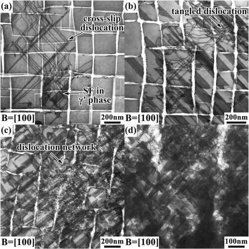 Figure 3. STEM images showing the typical deformation substructures of alloy TaTi at 760°C/800 MPa in different creep stages, B = [100]. (a) decelerating creep stage, ε = ∼0.06%; (b) accelerating creep stage, ε = ∼0.2%; slow accelerating creep stage at (c) ε = ∼1% and (d) ε = ∼5%.